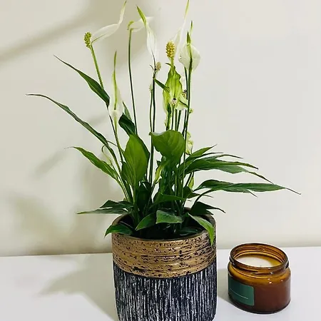 Near Airport Cybernetyki *