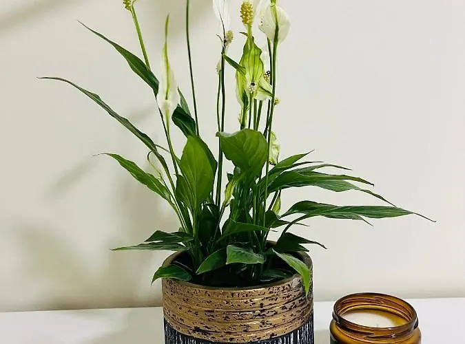 Near Airport Cybernetyki *